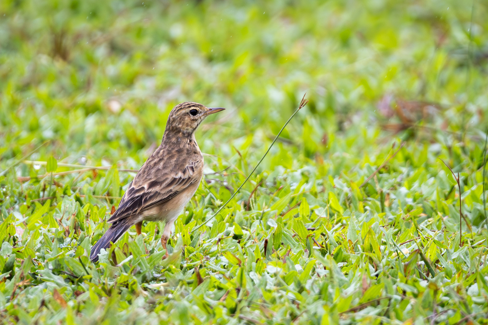 image Paddyfield Pipit